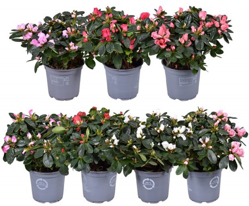 HOUSE Azalea sims Helmut Vogel ( Budget) 12 mixed 490208