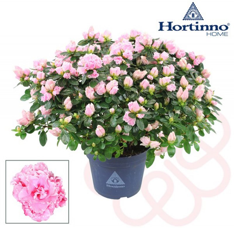 HOUSE Azalea sims Hortinno® Classic Bicolor 533309