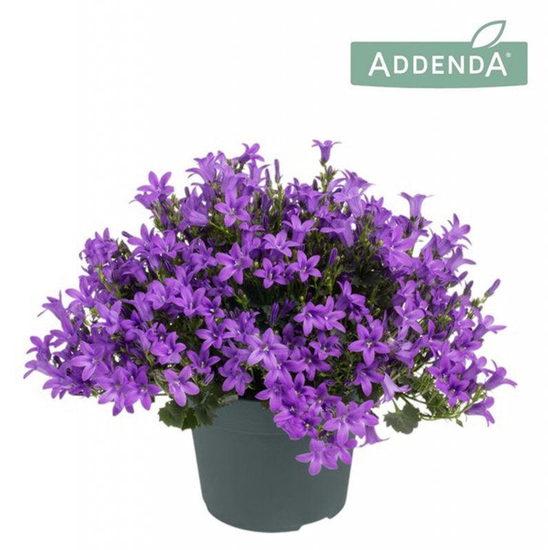 HOUSE Campanula Ambella Intense Purple dark purple 363875