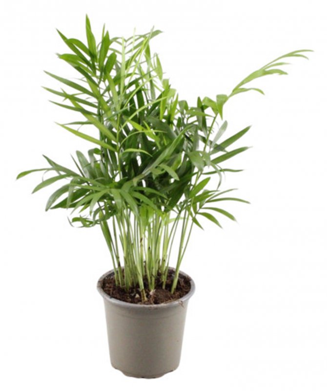 HOUSE Chamaedorea elegans 483815