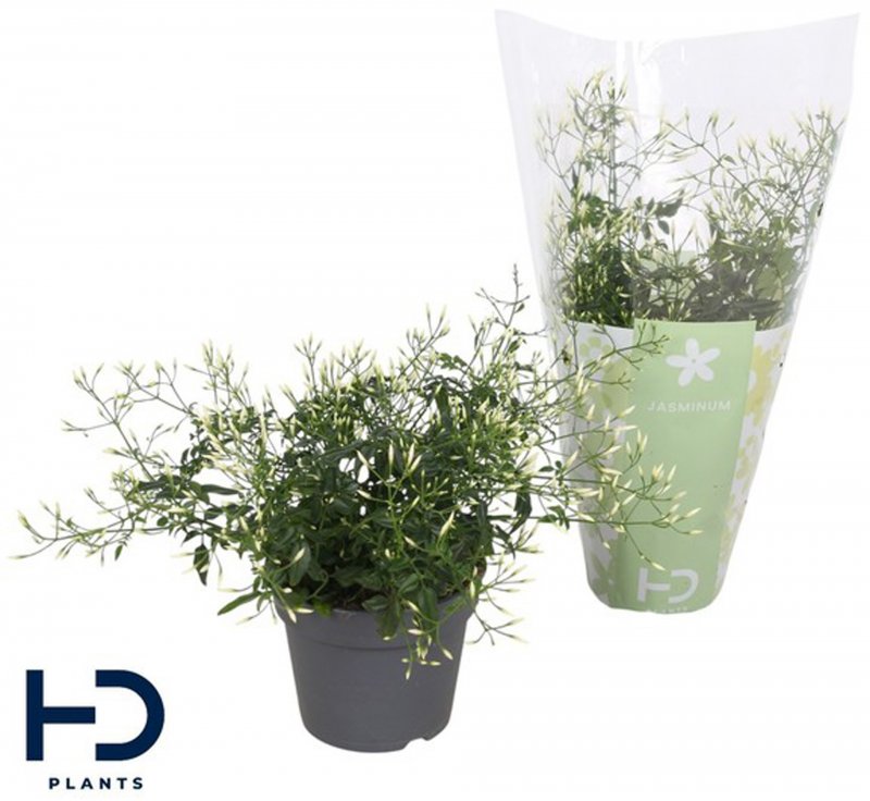HOUSE Jasminum polyanthum Bush 300+ white 487175
