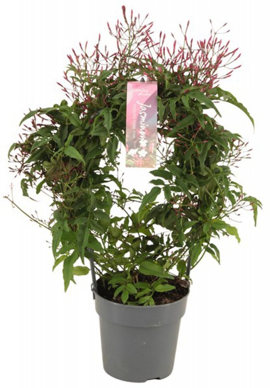 HOUSE Jasminum polyanthum Passion Dark pink 300+ Arch pink 502273