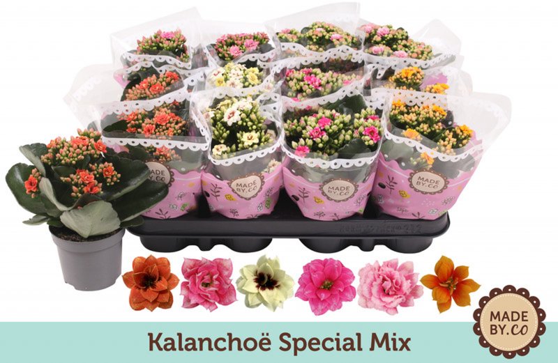 HOUSE Kalanchoe bloss ( Filled flowers) Specials 75914