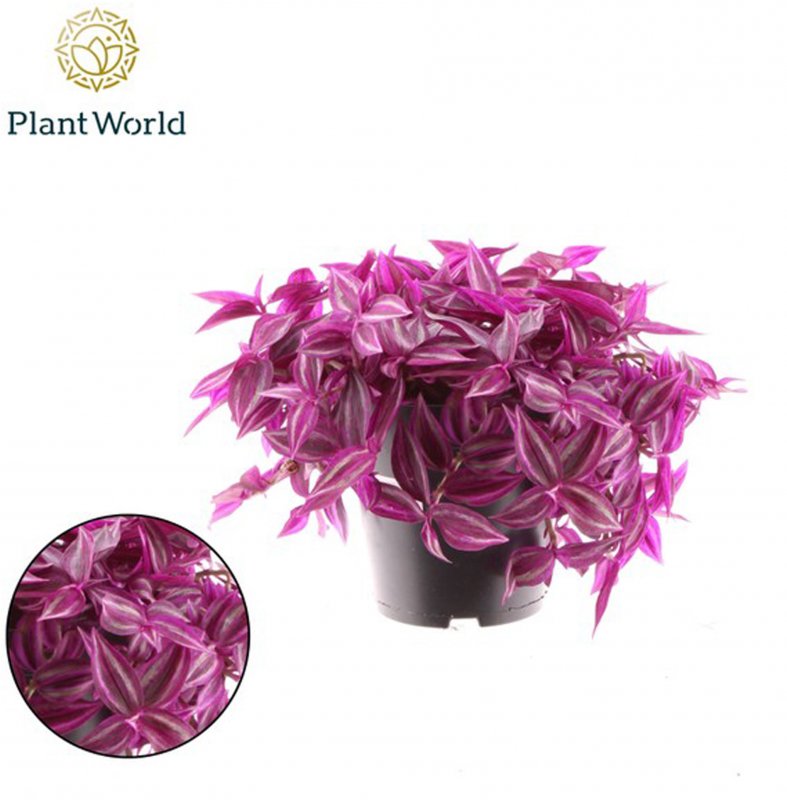HOUSE Tradescantia flum. Pink Paradise 520567