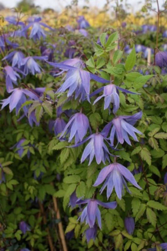 CLIMB Clematis atr. Wesselton 266193