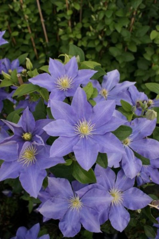 CLIMB Clematis Fujimusume 265930