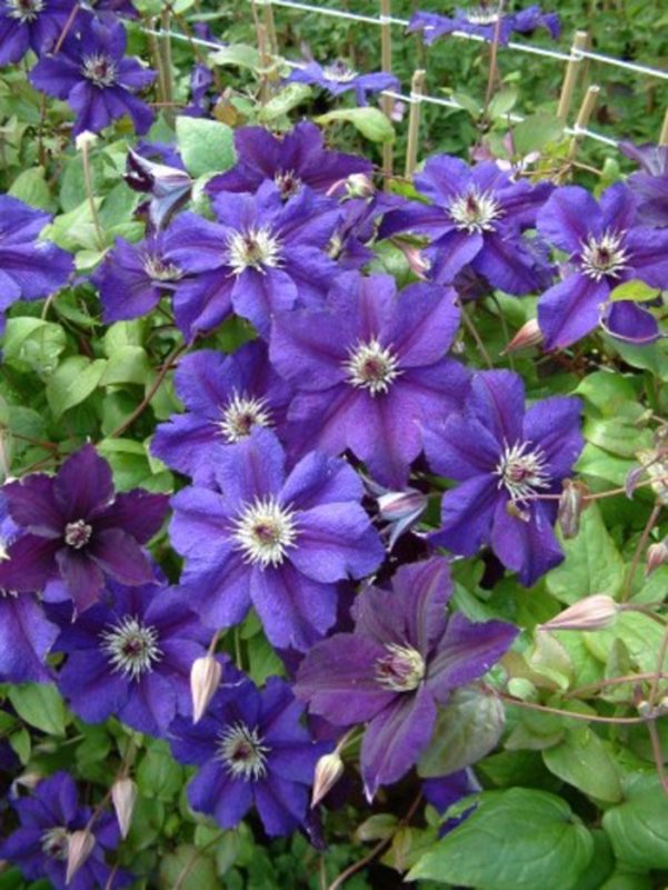 CLIMB Clematis jack. Happy Birthday purple 265950