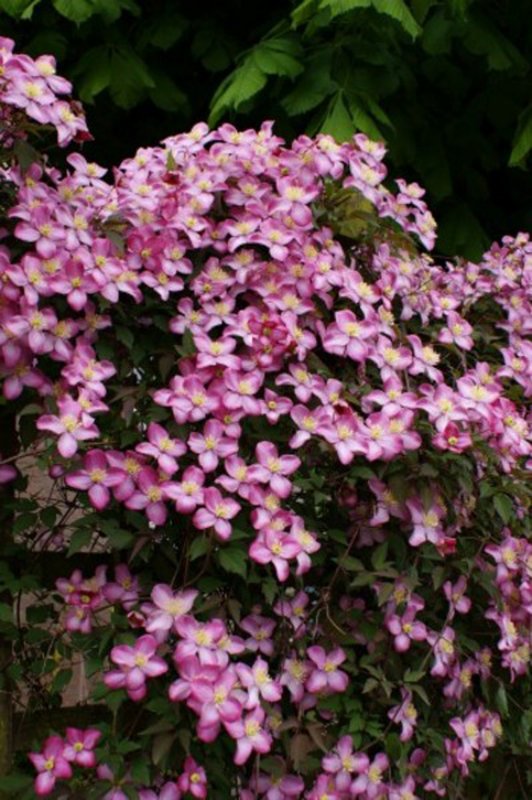 CLIMB Clematis mont. Freda 265928