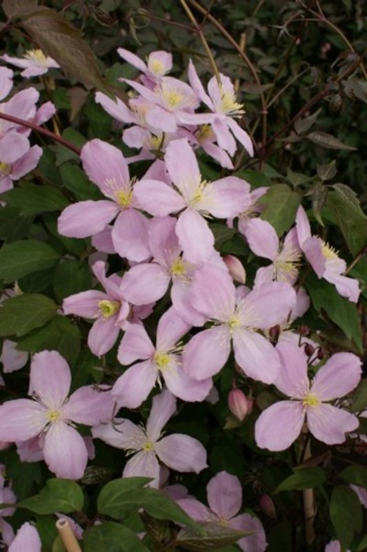 CLIMB Clematis mont. Vera 266176