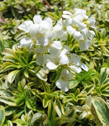 ALPARABISOLDGOLDLARGE