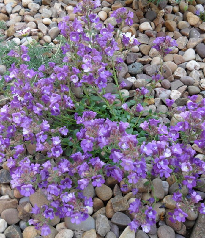 ChaenorhinumOriganifoliumBlueDreams