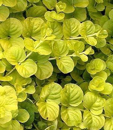 ALPLYSIMACHIANUMMULARIAAUREALARGE