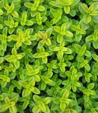 ALPTHYMUSPULEGOIDESAUREUSLARGE