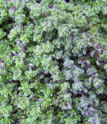 ThymusSerphyllum