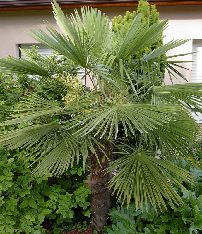 TENDERTrachycarpusFortunei