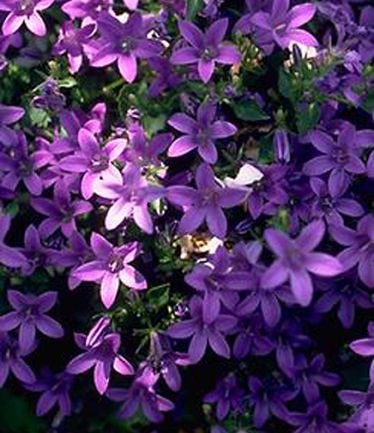 ALPCAMPANULAPOSCHARSKYANALARGE