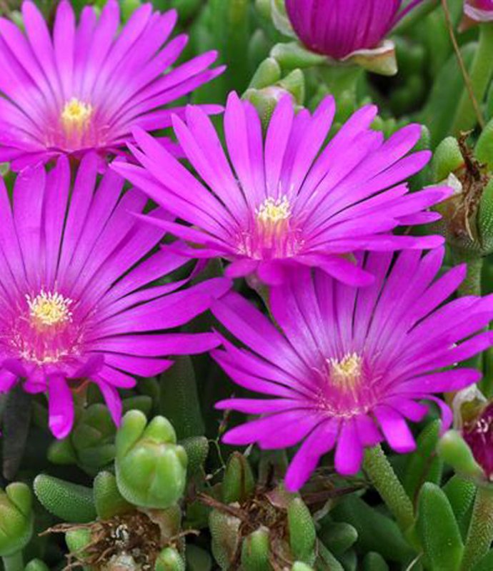 ALPDelospermaSutherlandii