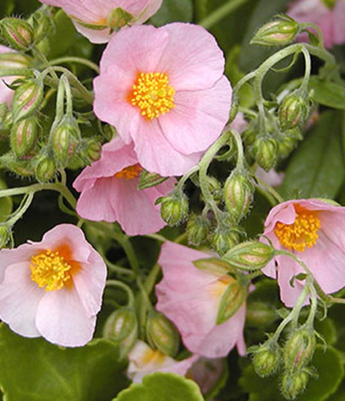 HelianthemumLawrensonsPink