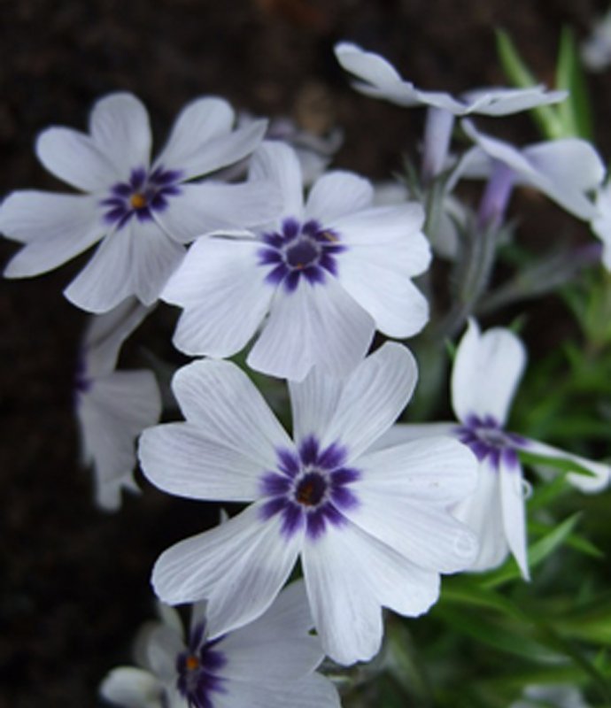 ALPPhloxSubulataBavaria