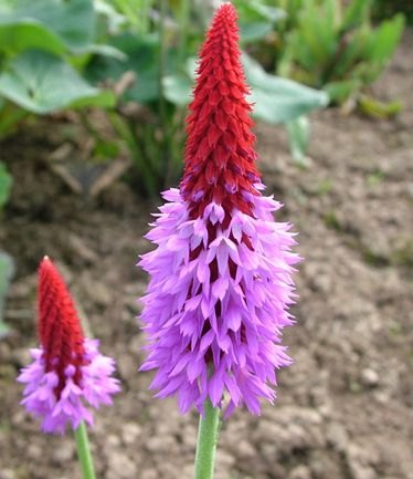 ALPPRIMULAVIALIILARGE