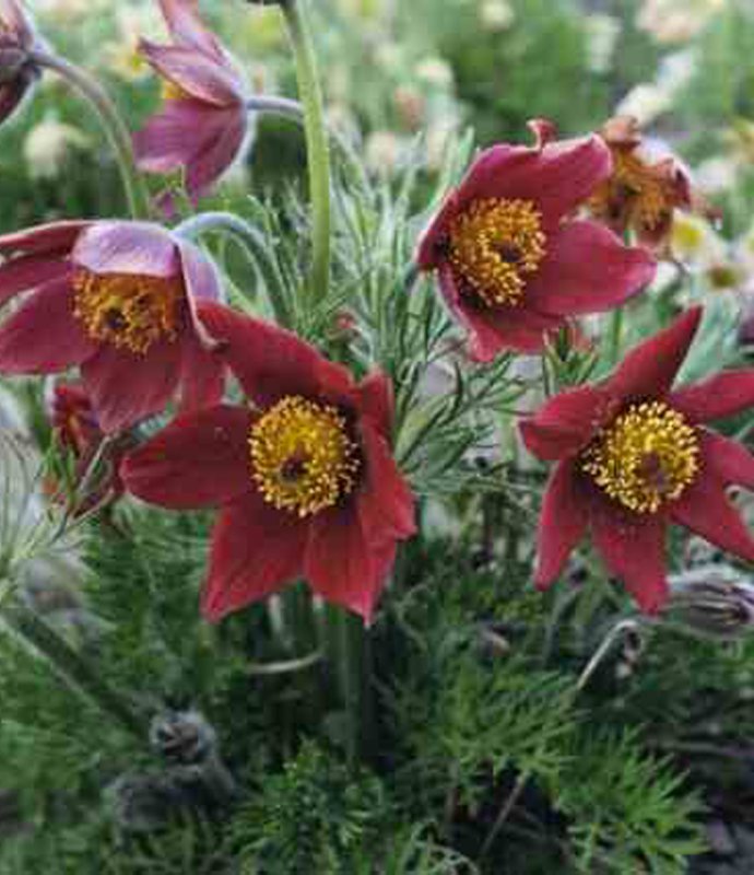 PulsatillaVulgarisRedFlowered