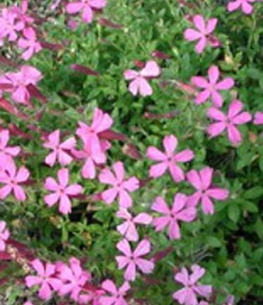 ALPSILENESCHAFTALARGE