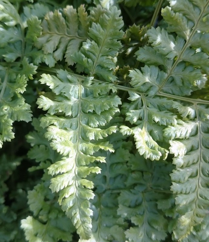 FERNDryopterisdilatatacrispaWhiteside