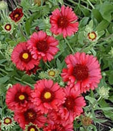 PERGAILLARDIABURGUNDERLARGE