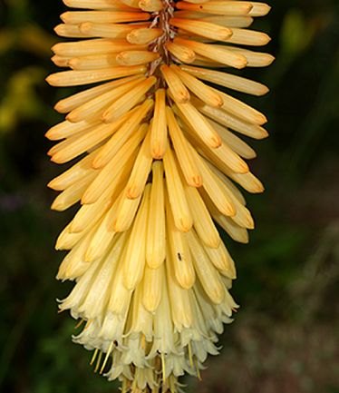 PERKNIPHOFIATAWNYKINGLARGE