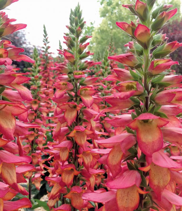 DigitalisIllinationFlame