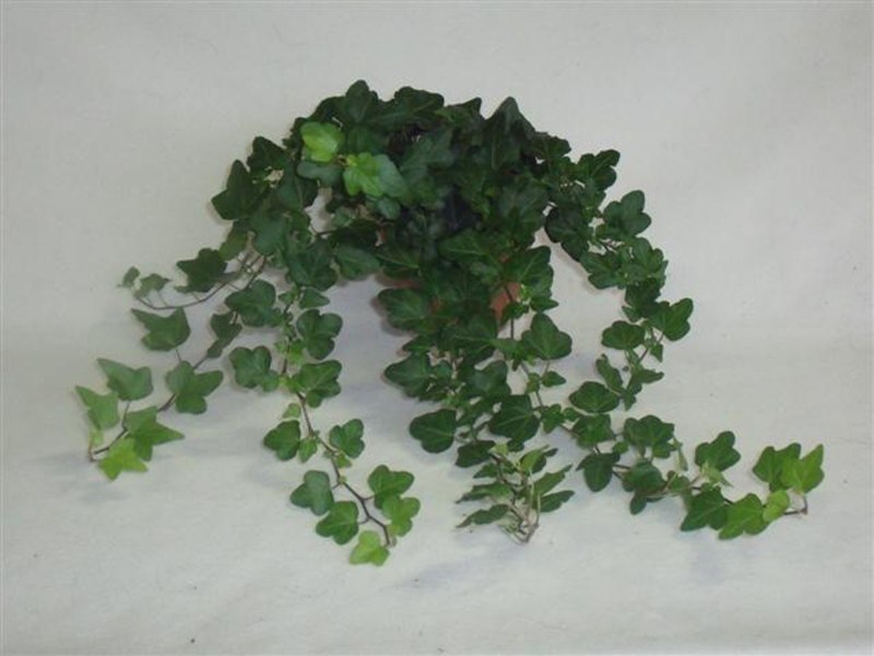 HOUSE Hedera helix Mini Wonder 13cm