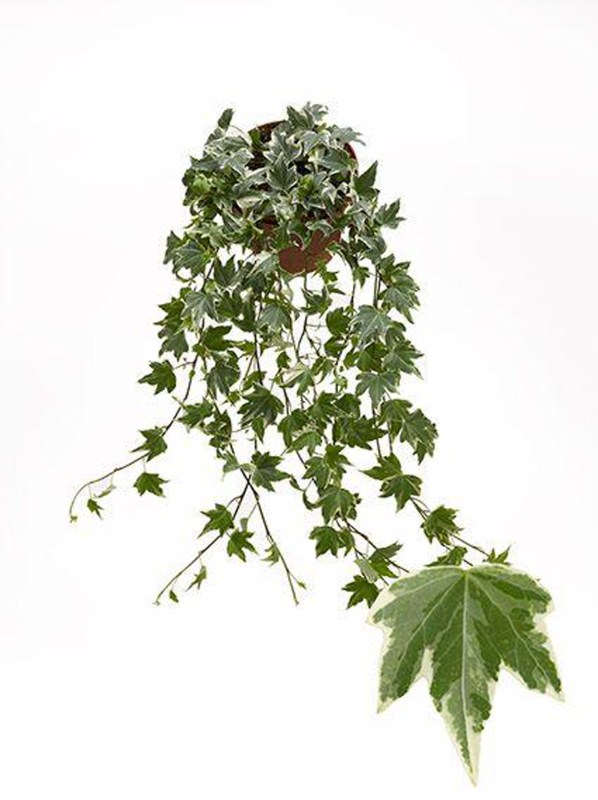 HOUSE Hedera helix White Ripple 13cm