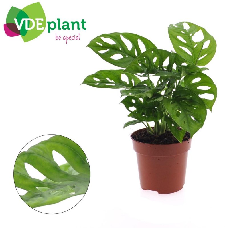HOUSE Monstera adansonii 12cm