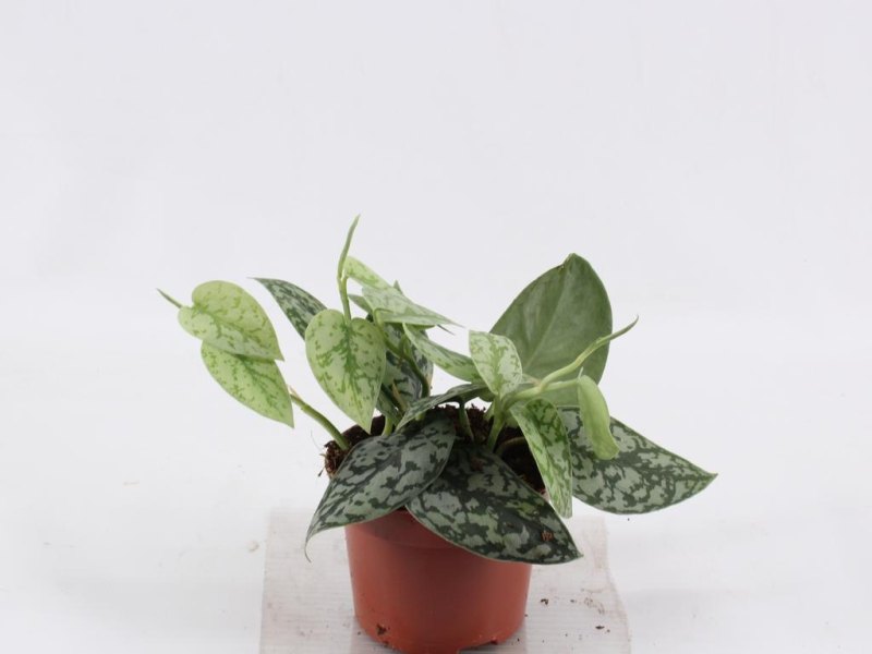 HOUSE Scindapsus Silver Lady 12cm