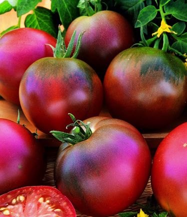 VEGTOMATOBLACKRUSSIANLARGE