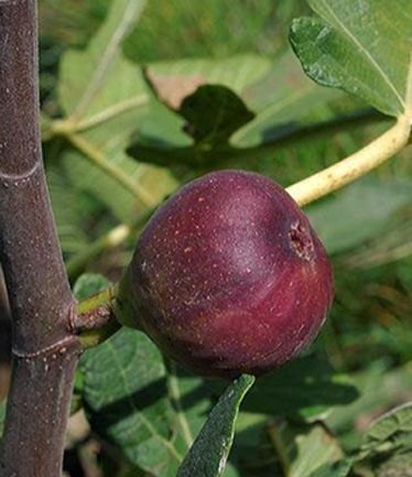 FRUITFIGROUGEDEBOURDEAUXLARGE