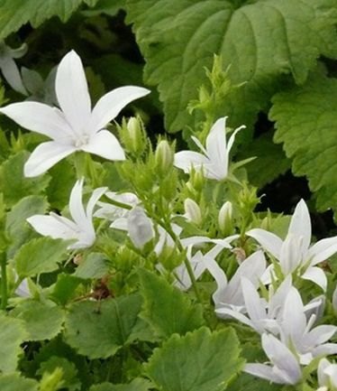 ALPCAMPANULAEHFROSTLARGE