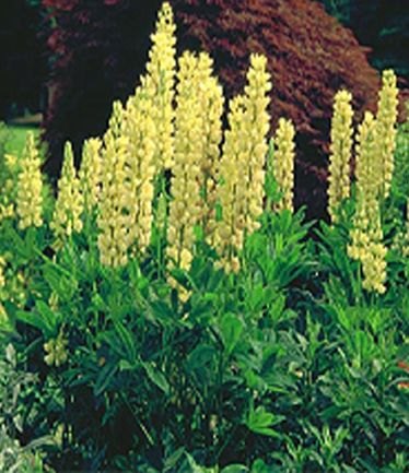PERLUPINCHANDELIERLARGE