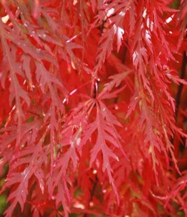AcerPalmatumOrangeola