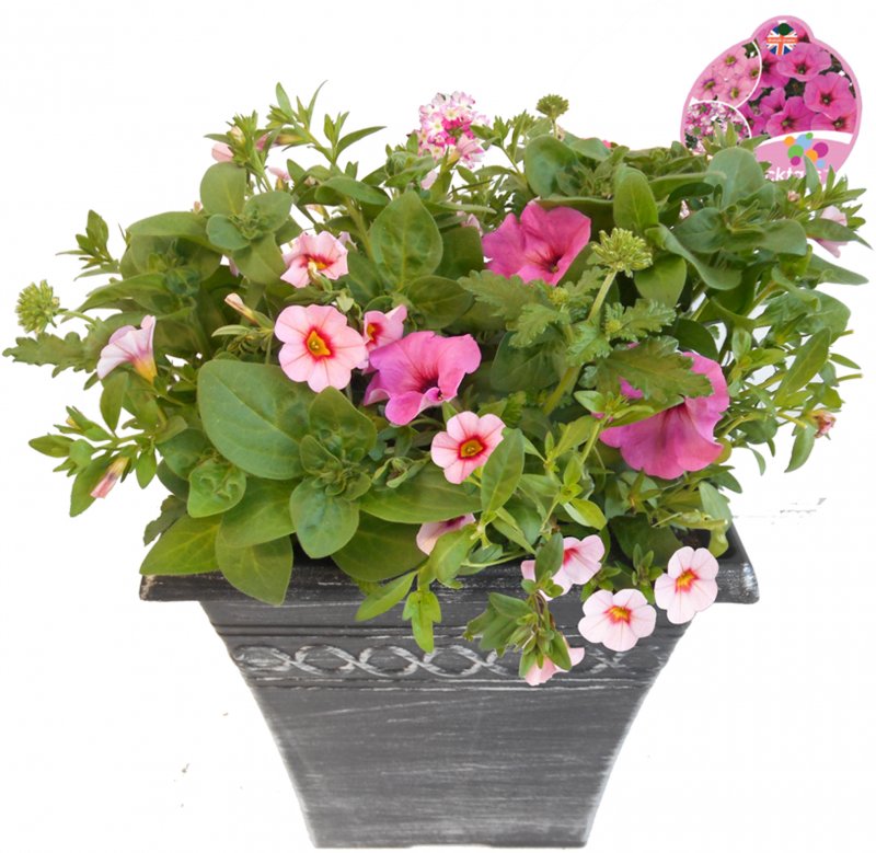 pink fizz container