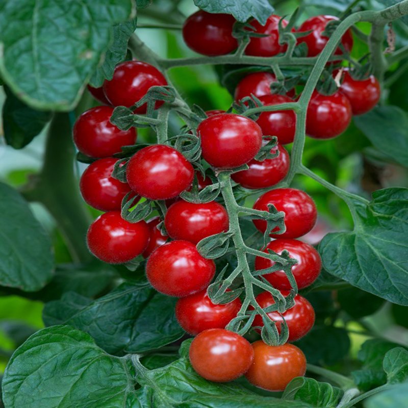 VEG_Tomato_Cherry_Baby_Vegetable_6985