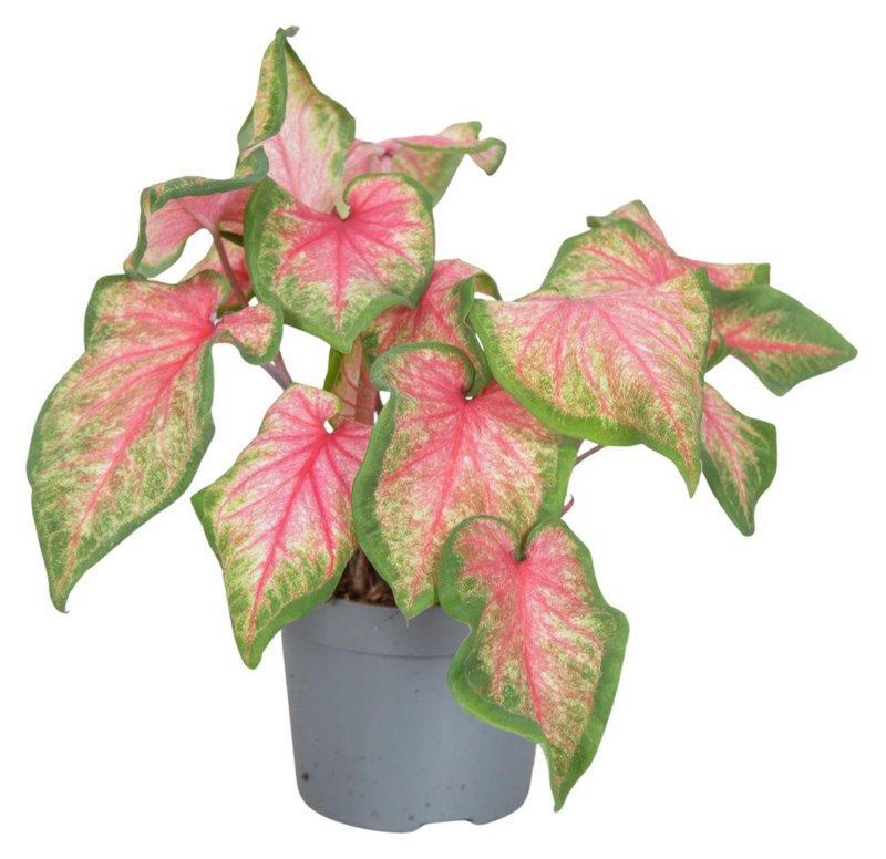 HOUSE Caladium Sweetheart 13cm