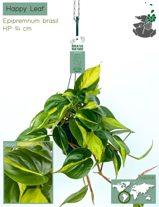 HOUSE Epipremnum Brazil Happy Leaf 14cm Hanging