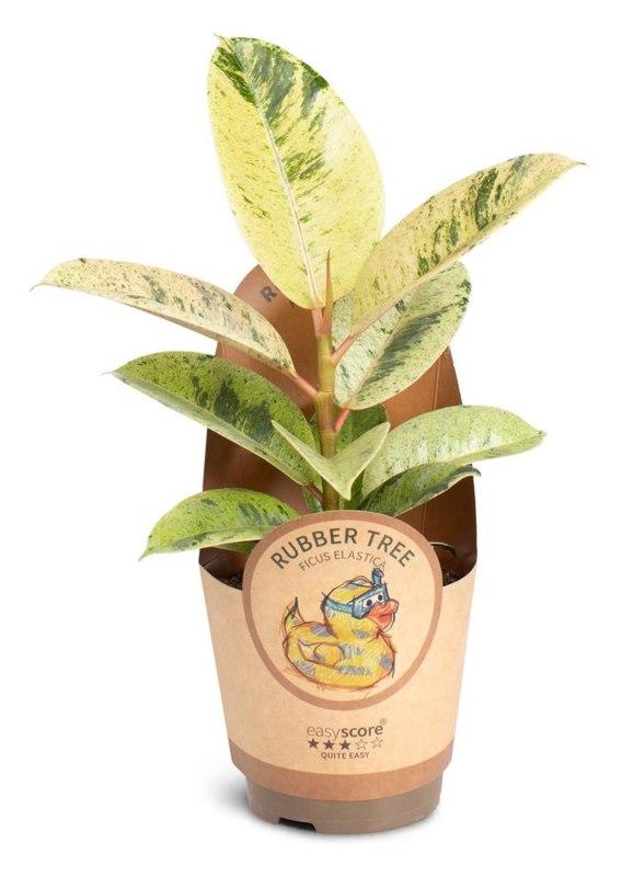 HOUSE Ficus elastica ´Shivereana´ 11cm