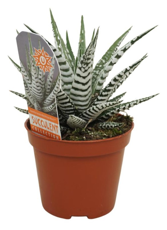HOUSE Haworthia fasciata Alba with label 10cm