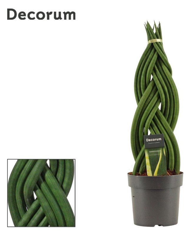 HOUSE Sansevieria Cylindrica Braid 14cm