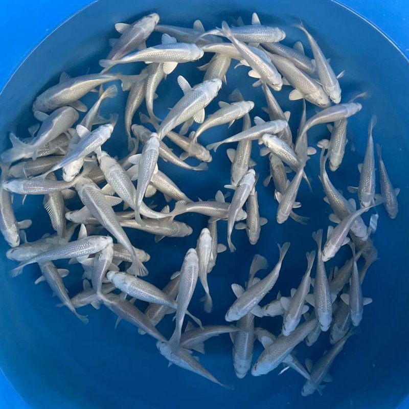 Platinum Ogon