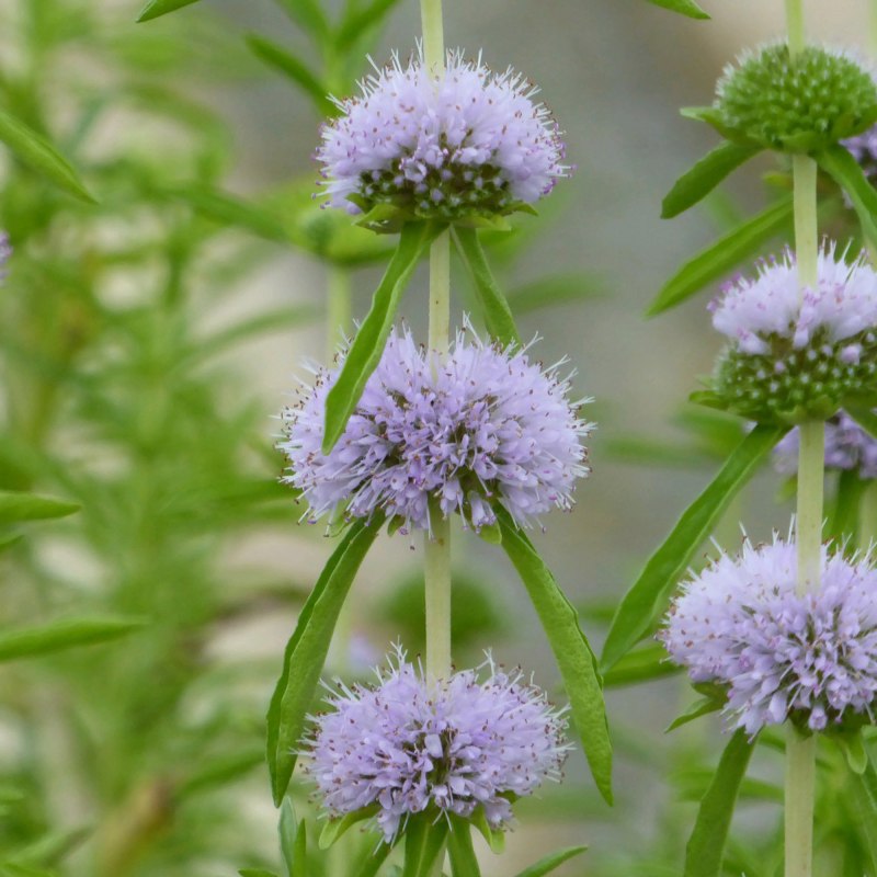 Mentha cervina