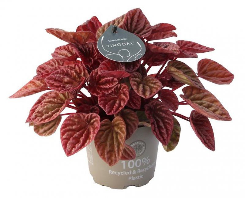 HOUSE Peperomia Caperata Quito® 12cm