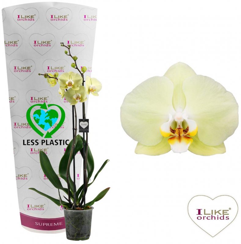 HOUSE Phalaenopsis hybrid Golden Coin (Less Plastic) 12cm